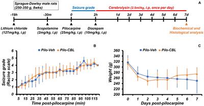 Effects of Cerebrolysin on Hippocampal Neuronal Death After Pilocarpine-Induced Seizure